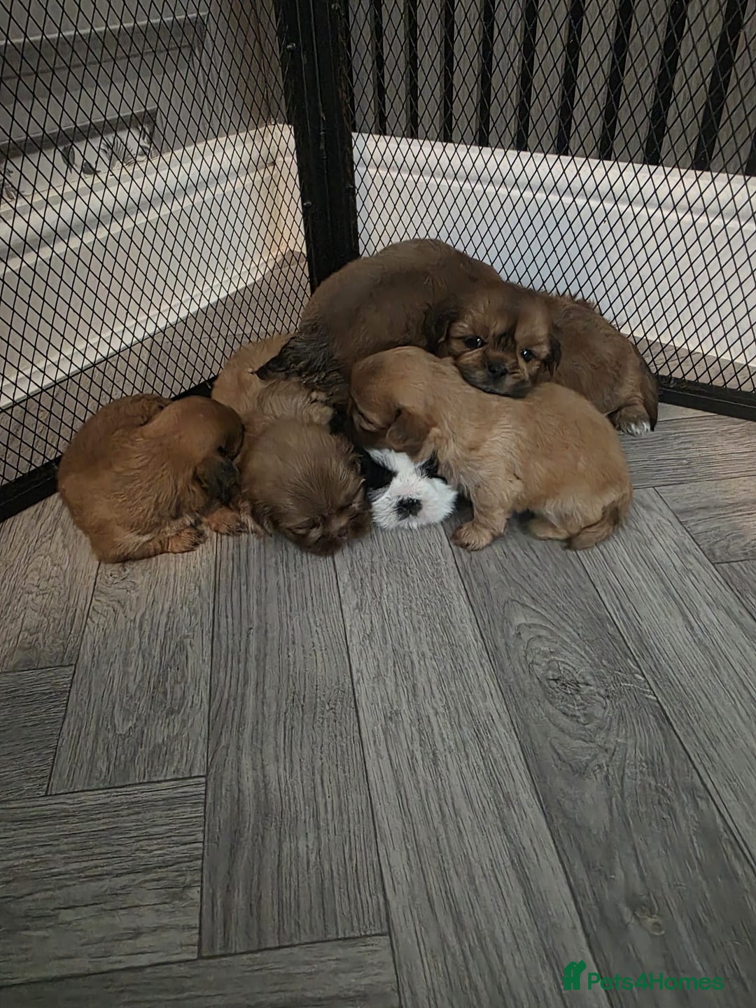Shih Tzu dogs for sale: Karashishi imperial shih-tzu puppies  - Image 8