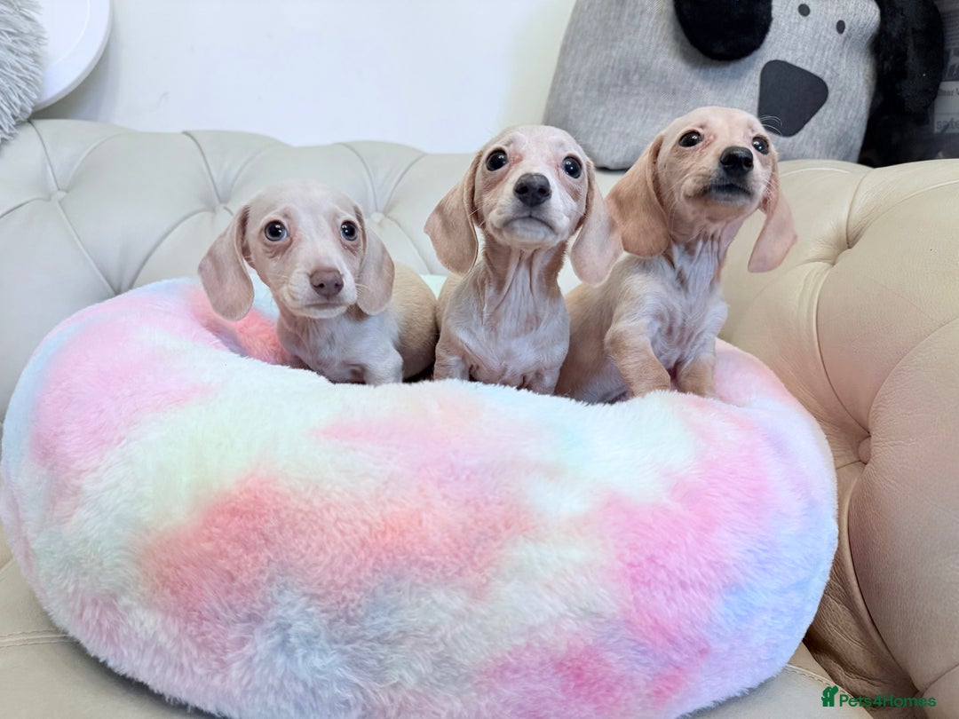 Miniature Dachshund dogs for sale: Miniature Dachshund 5 Star ⭐ Licensed Breeder - Image 6