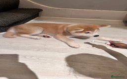 Akita dogs for sale: German Akita very chunky and active  - Image 3