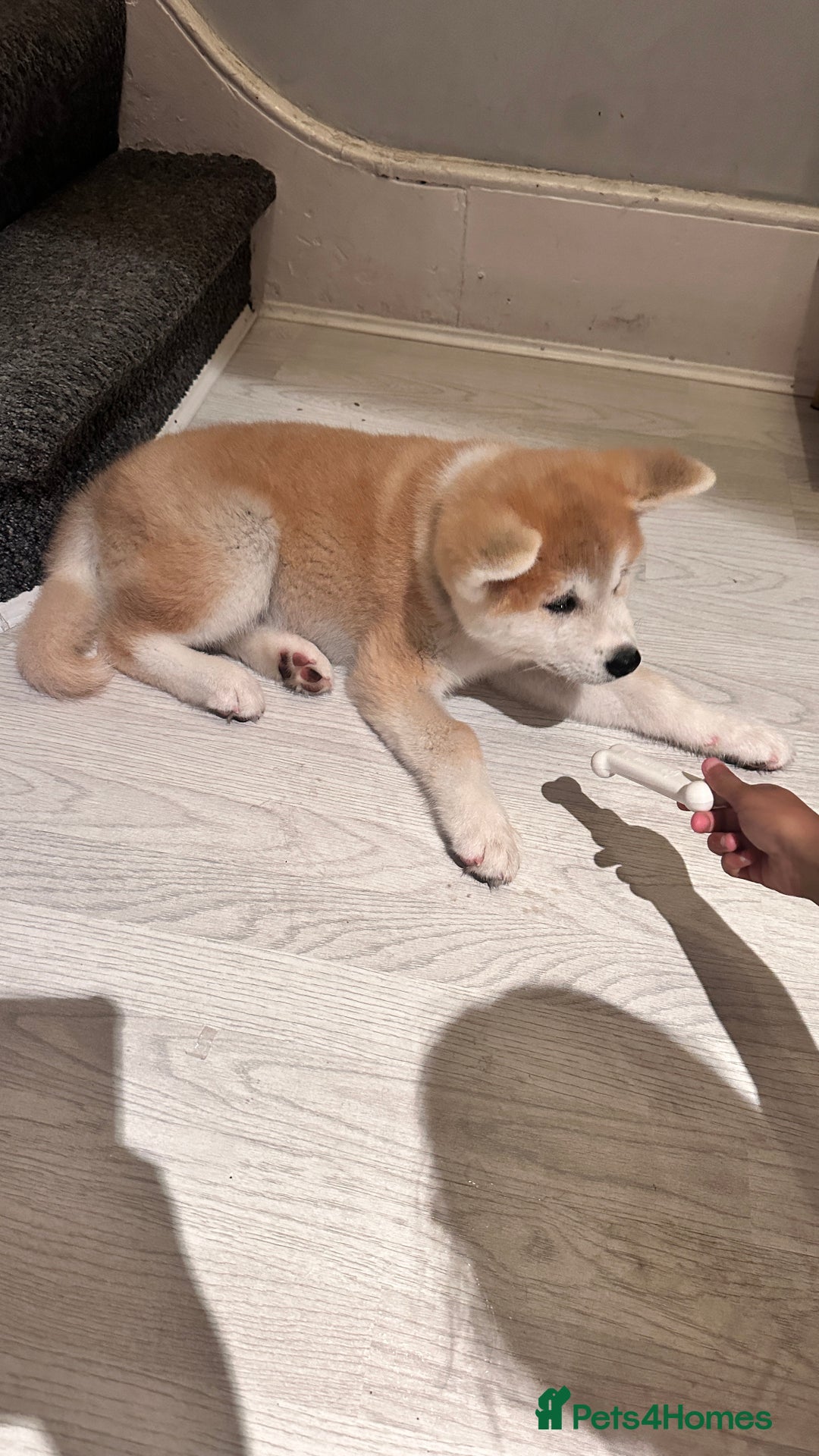 Akita dogs for sale: German Akita very chunky and active  - Image 3