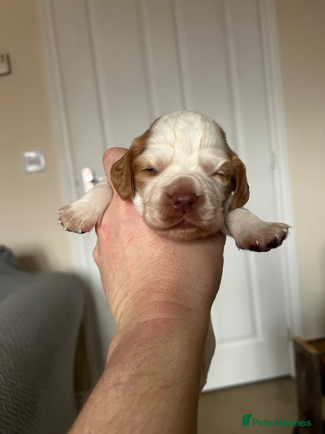 Cocker Spaniel dogs for sale: Working cocker pups - Advert 8
