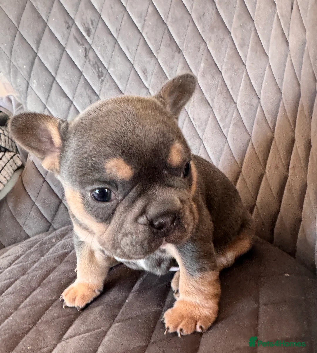 French Bulldog dogs for sale: KC reg Frenchbull dog puppies  - Advert 9