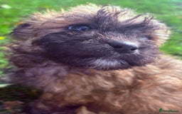 Poochon dogs for sale: READY FOR HER NEW PAW PACK  - Advert 25