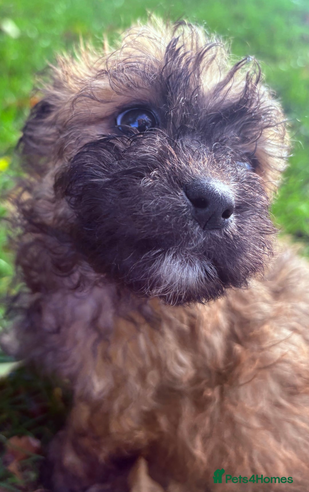 Poochon dogs for sale: READY FOR HER NEW PAW PACK  - Advert 25