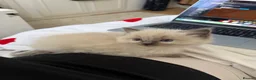Ragdoll cats for sale: 3 beautiful ragdoll kittens still available! in Manchester - Advert 2