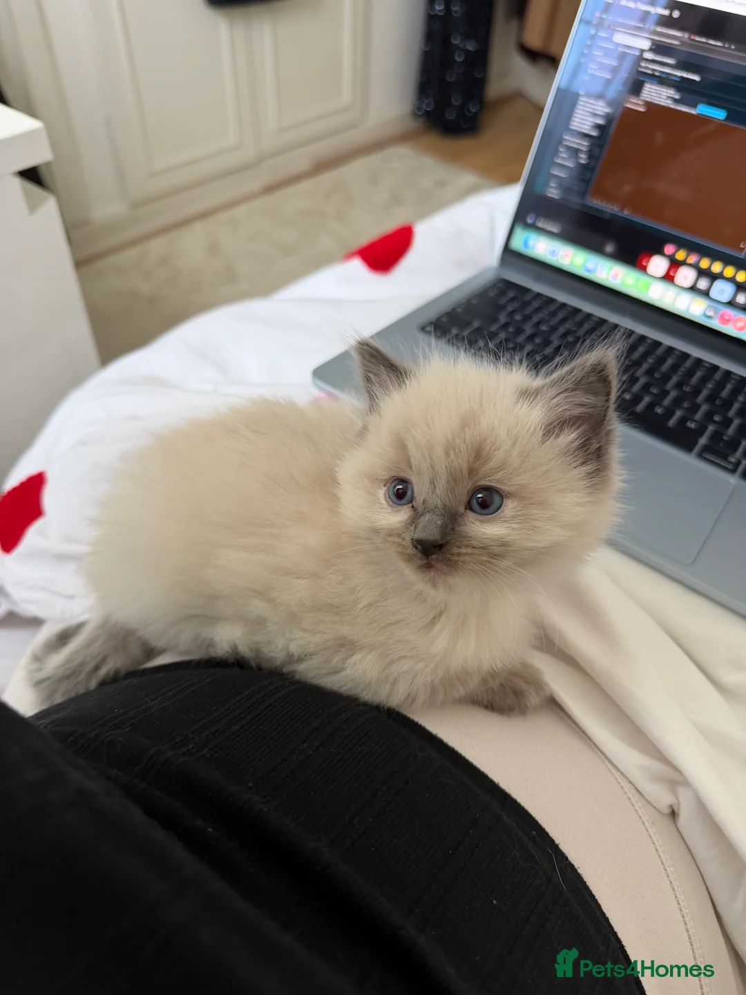 Ragdoll cats for sale: 3 beautiful ragdoll kittens still available! in Manchester - Advert 2