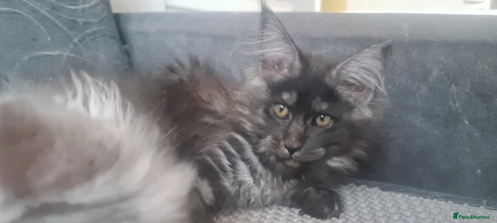 Maine Coon cats Maine coon kittens registered with GCCF - Advert 2