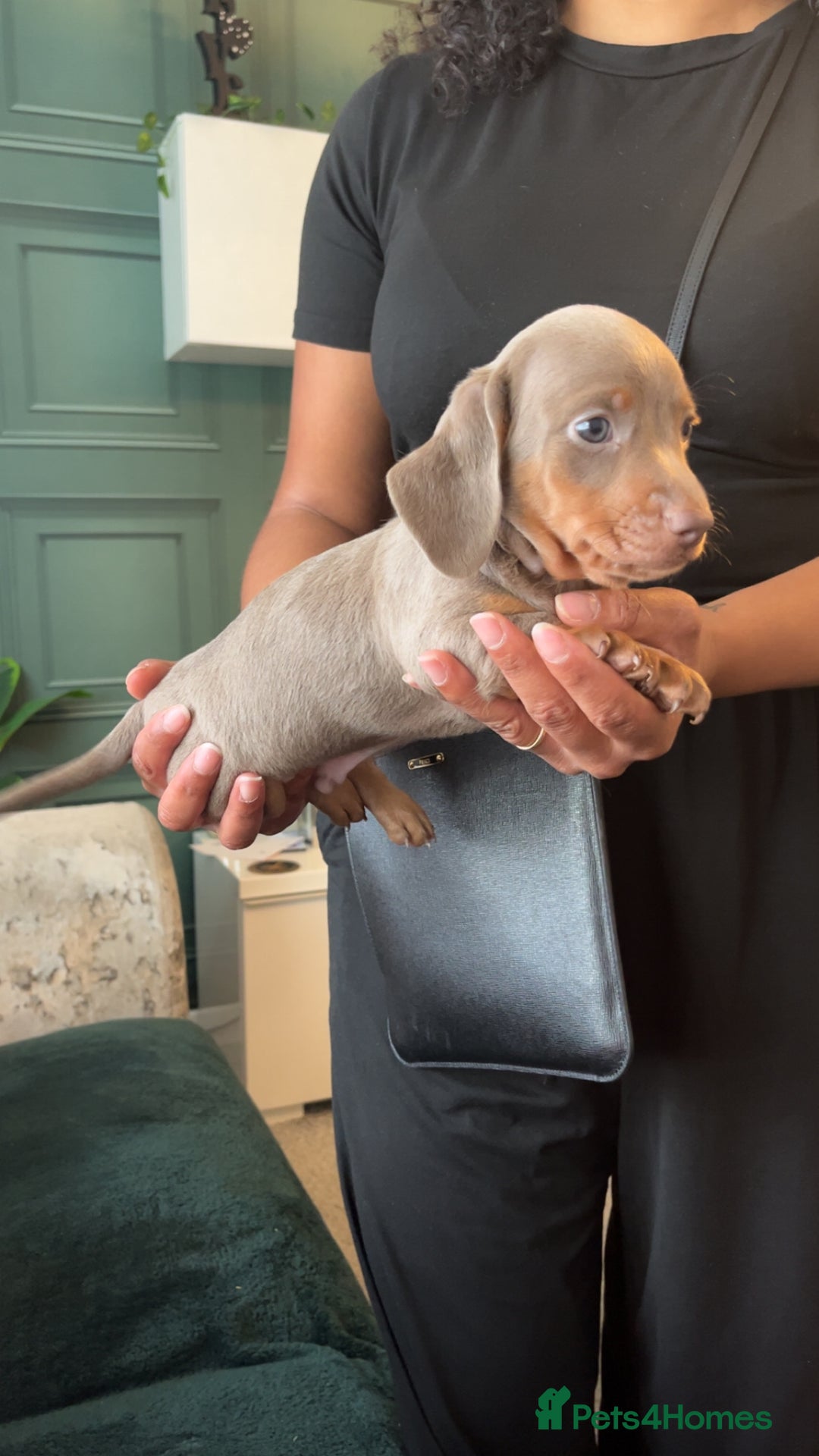 Miniature Dachshund dogs for sale: Beautiful miniature dachshund pups  - Image 5