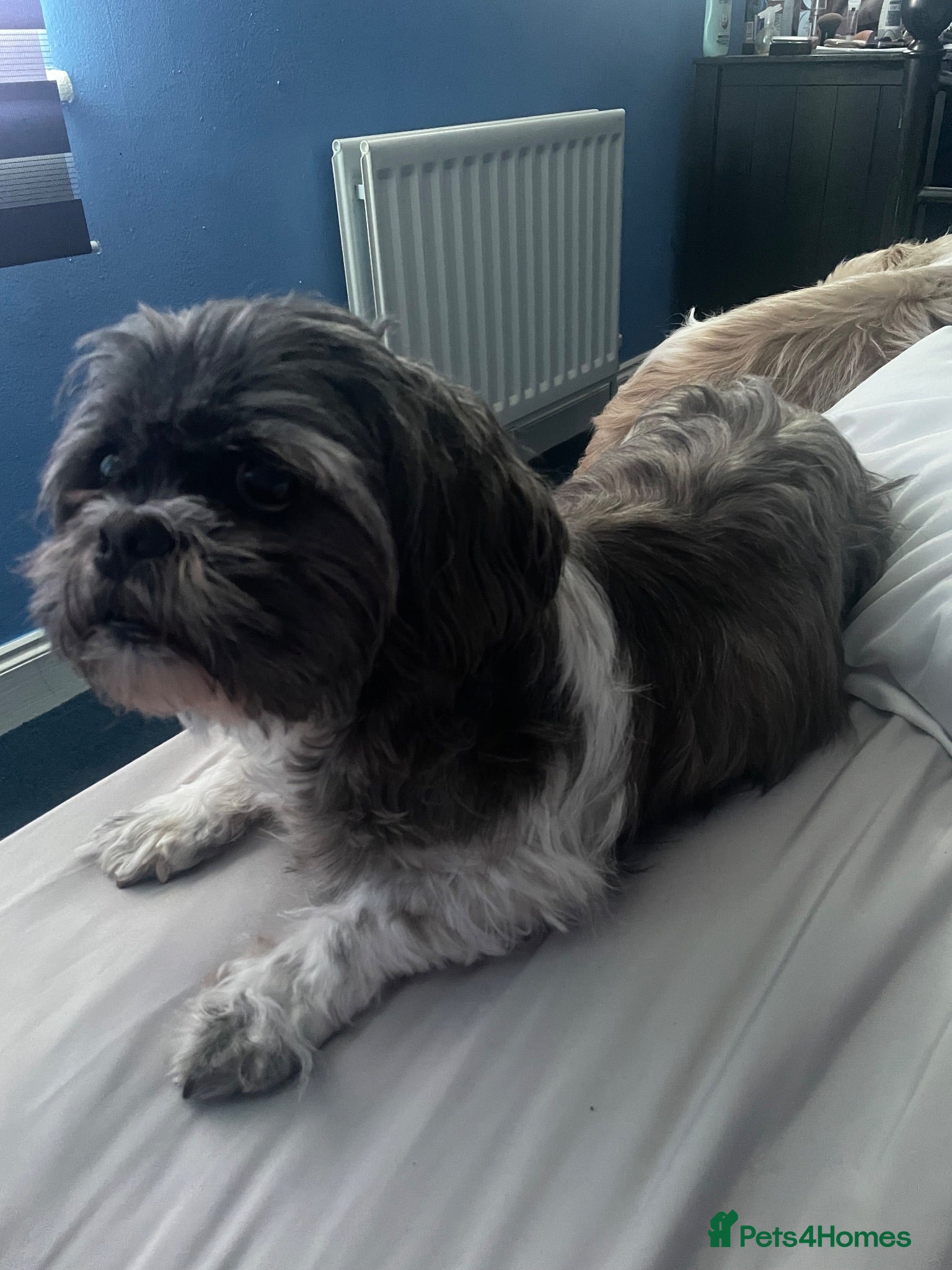 Malshi dogs Malshi puppies for sale - Advert 4