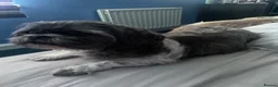 Malshi dogs for sale: Malshi puppies for sale - Advert 1