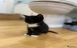 Mixed Breed cats for sale: 3 mixed breed kittens - Image 6