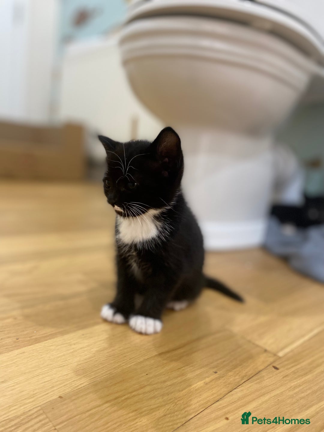 Mixed Breed cats for sale: 3 mixed breed kittens - Image 6