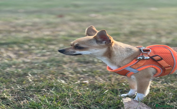 Chihuahua dogs Chihuahua - Advert 1