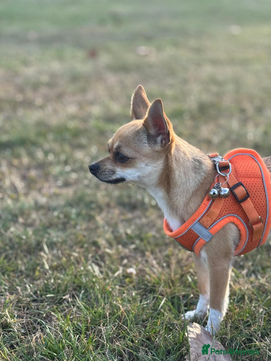 Chihuahua dogs for sale: Chihuahua - Advert 1