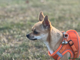 Chihuahua dogs Chihuahua - Advert 1