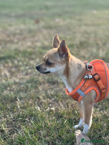 Chihuahua dogs Chihuahua - Advert 1