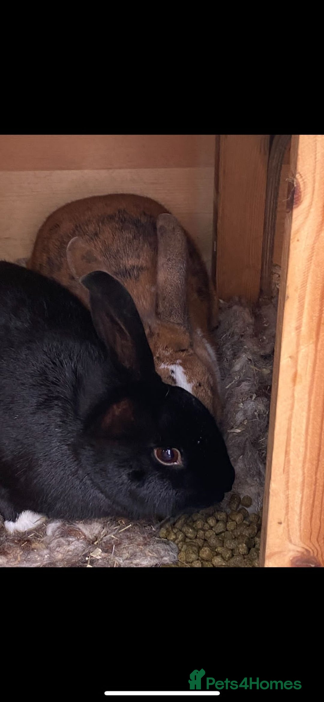 Rex rabbits for sale: Bonded Pair of Rex Rabbits - Rehoming  - Image 4