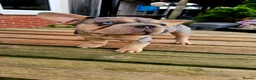 French Bulldog dogs for sale: FRENCH BULLDOG  - Advert 6