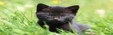 Mixed Breed Kitten 10