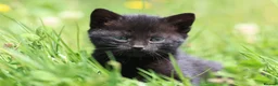 Mixed Breed cats for sale: Playful kittens  - Advert 12