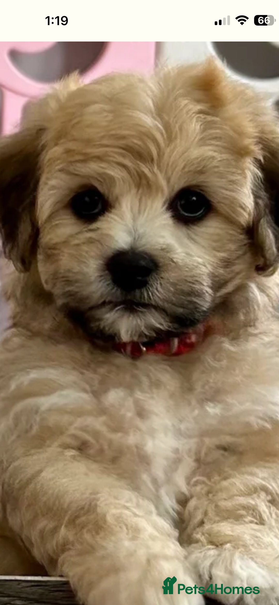 Mixed Breed dogs for sale: Male pup  - Advert 4