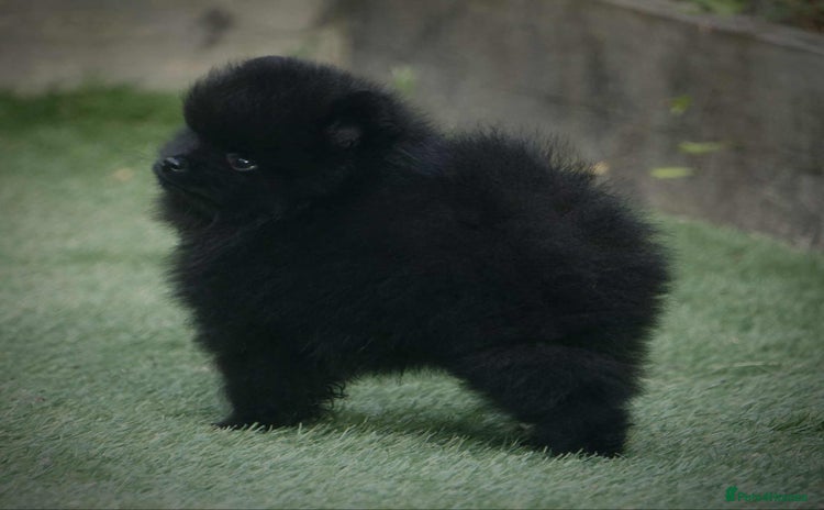 Pomeranian dogs - Advert 3