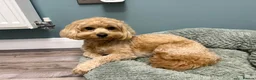 Maltipoo dogs for sale: Top class miniature maltipoo puppies in Clitheroe - Advert 5