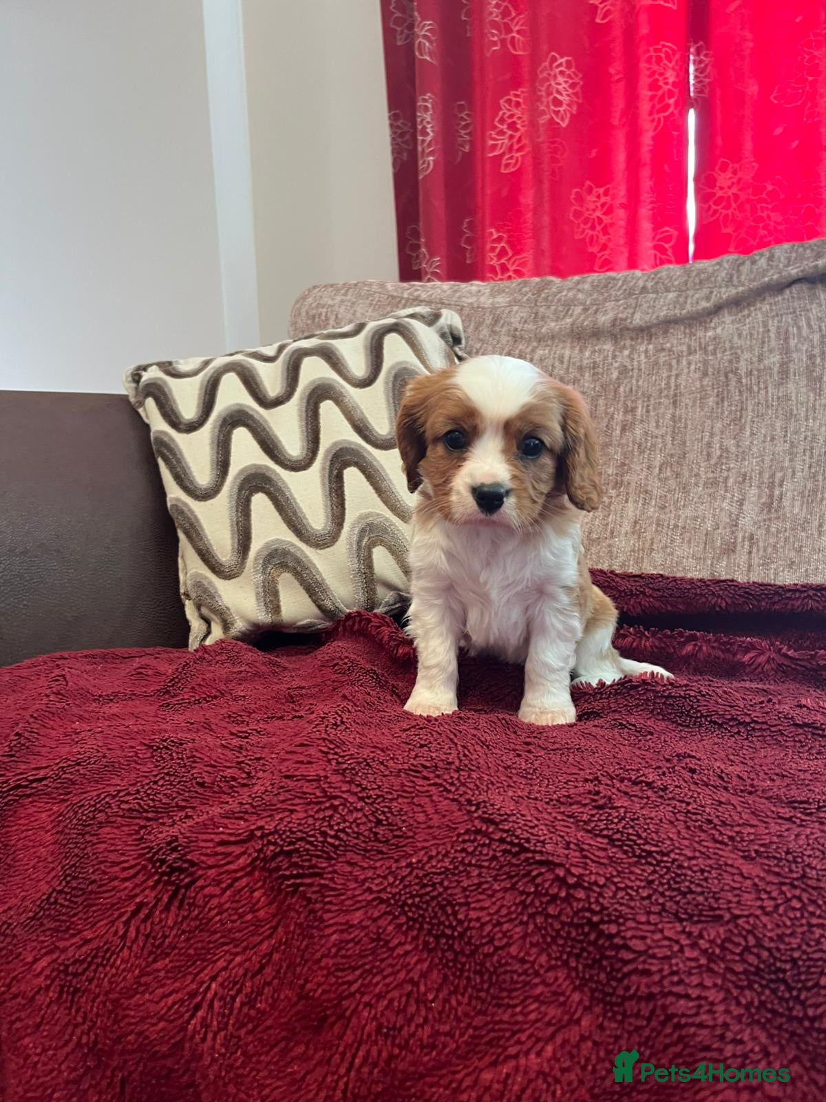 Cavalier King Charles Spaniel dogs Blenheim boys available  - Advert 2