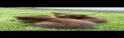 British Shorthair cats for sale: Chocolate British short hair kittens - Advert 2