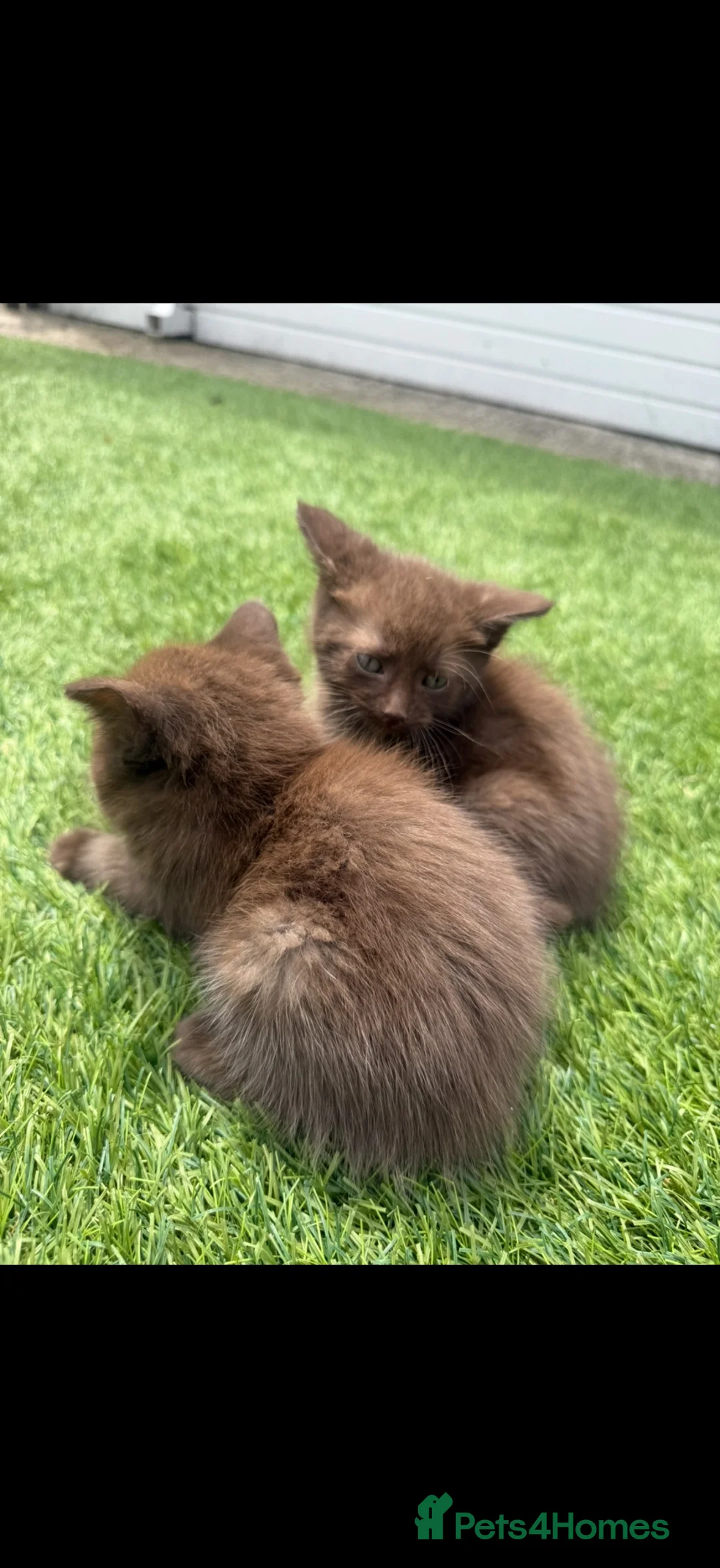 British Shorthair cats for sale: Chocolate British short hair kittens - Advert 2