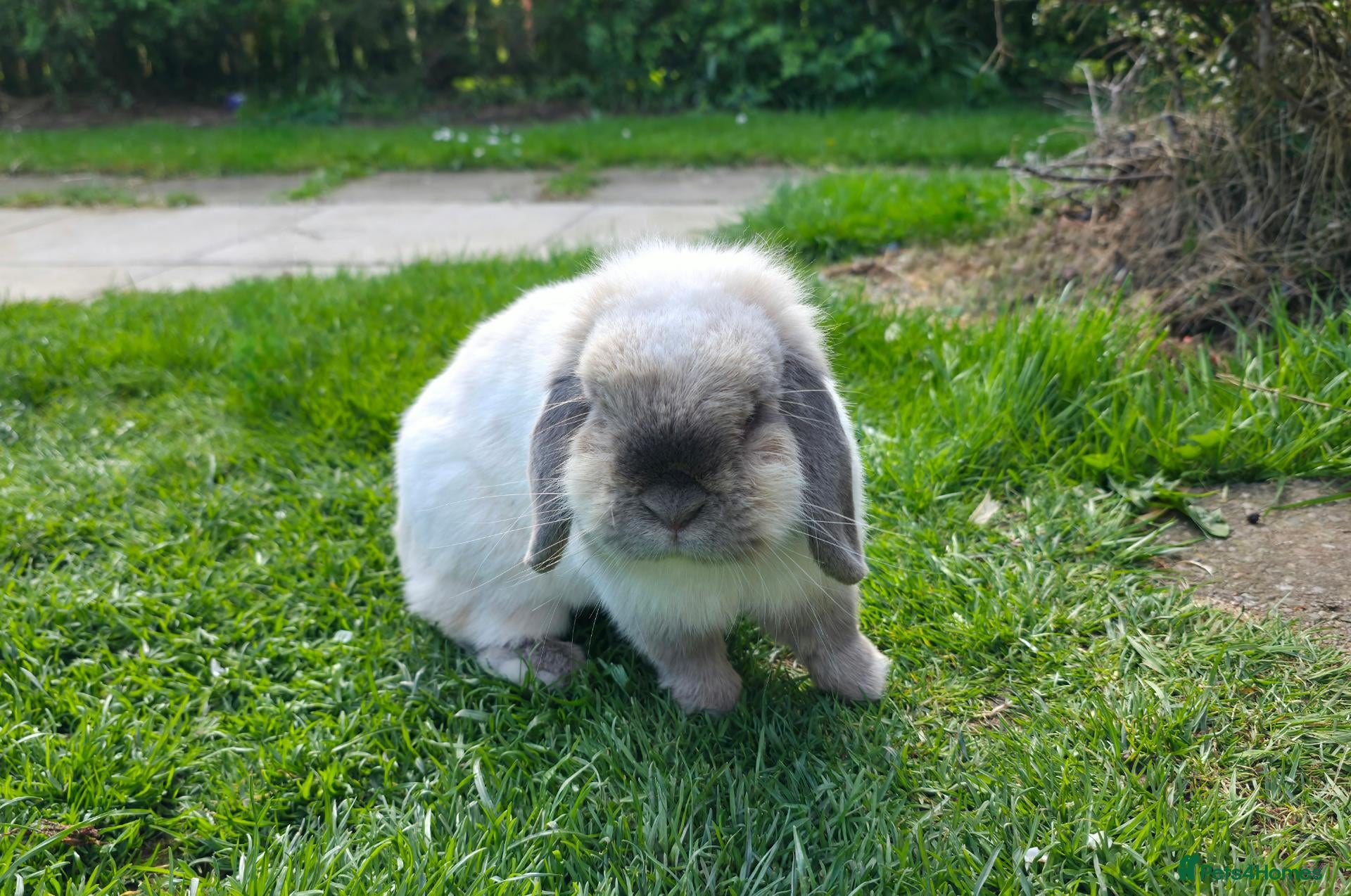Mini Lop rabbits Adult mini lops  - Advert 10