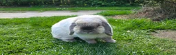 Mini Lop rabbits for sale: Adult mini lops  - Advert 1