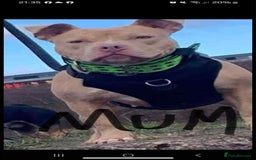 Mixed Breed dogs for sale: Rocco - Image 10
