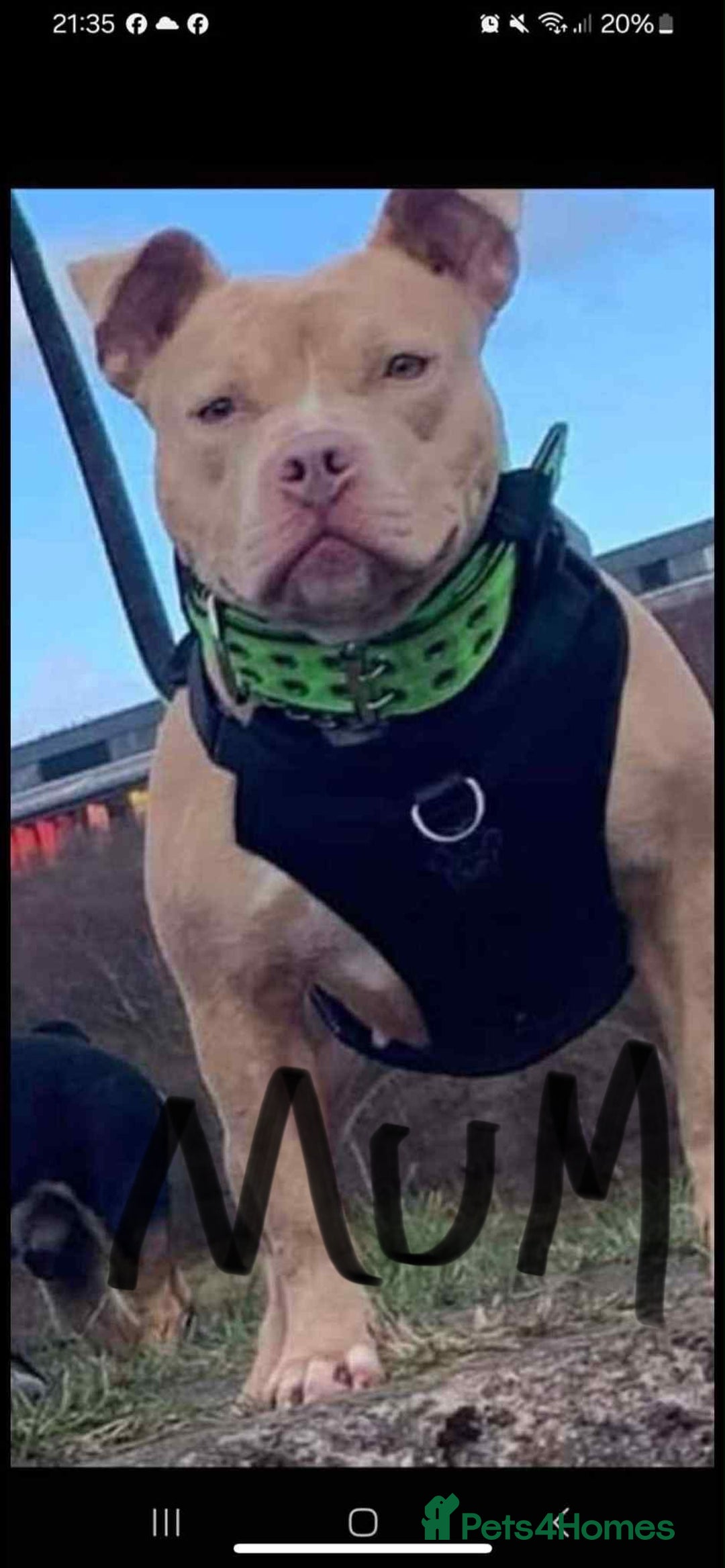 Mixed Breed dogs for sale: Rocco - Image 10