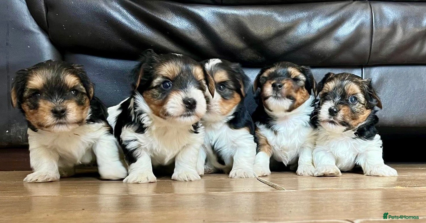 Biewer Terrier dogs 3 Biewer terrier boys  - Advert 1