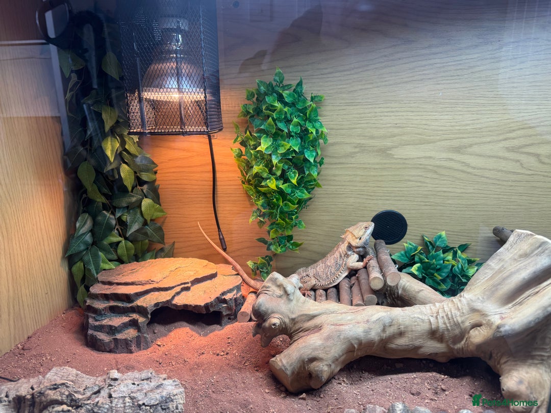 Bearded Dragon reptiles for sale: 12 Month male bearded dragon  - Image 4