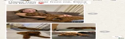 Goldendoodle dogs for sale: Top quality, health tested multiGen Double Doodles - Advert 30