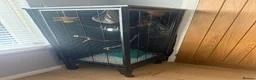 Sugar Glider rodents for sale: Sugar Glider Three Males plus Cage & Accessories - Advert 10