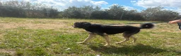 Mixed Breed dogs for adoption: Dennis - Norwich Norfolk  - Advert 12