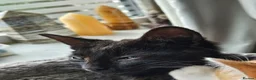 Mixed Breed cats for sale: Kitten looking for forever homes - Advert 14