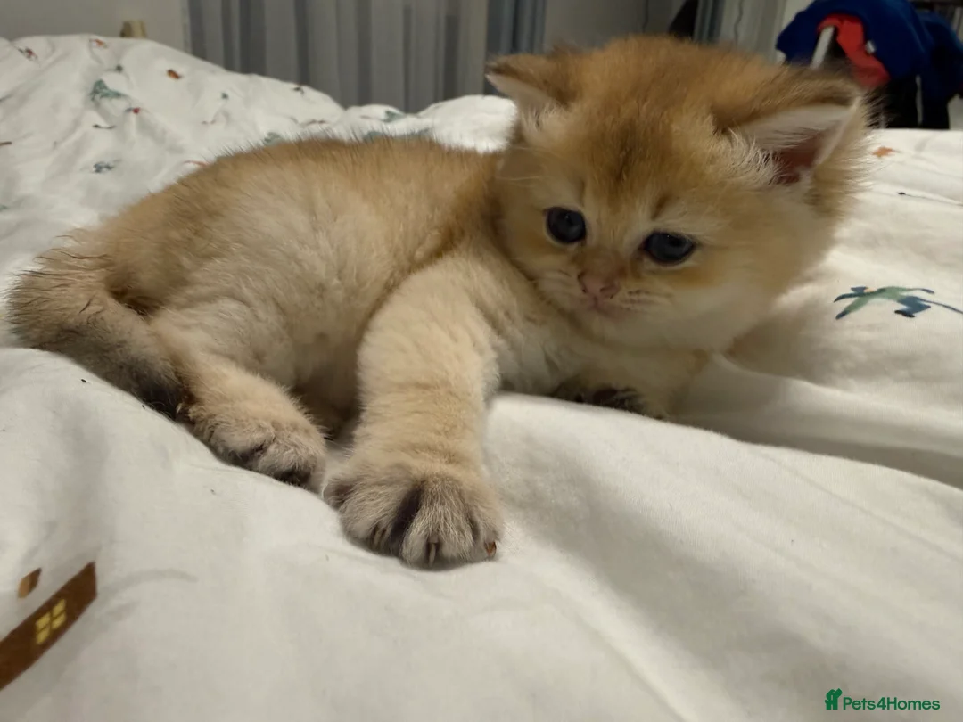 British Shorthair cats for sale: Pure bread British Shorthair  - Advert 9