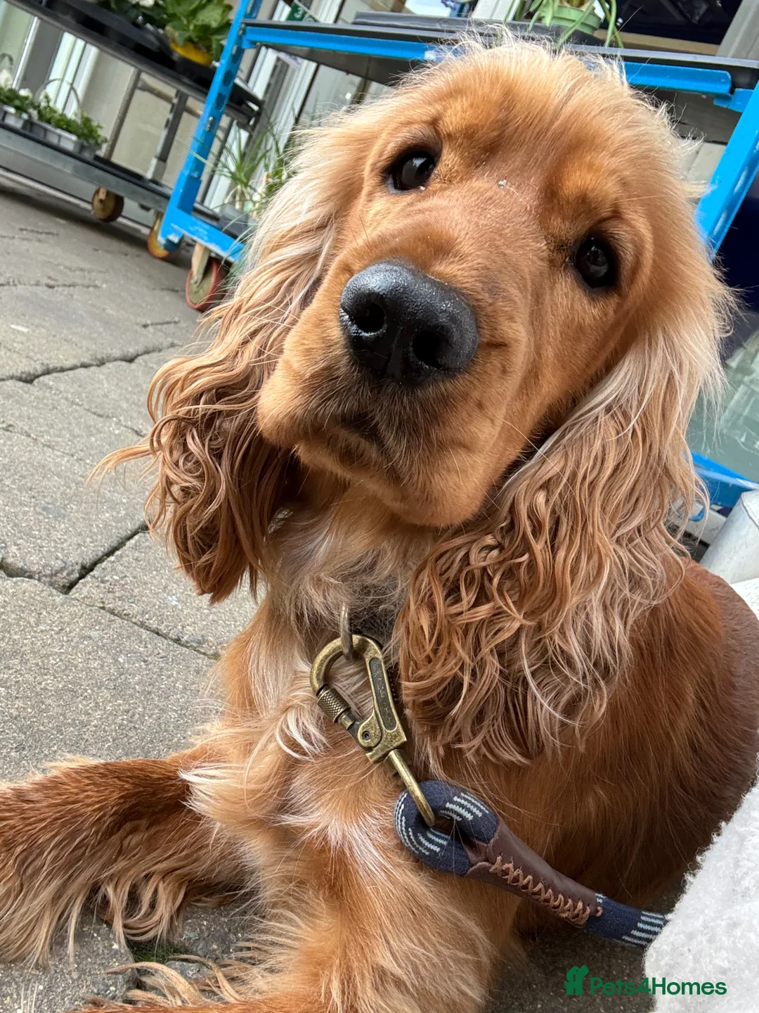 Cocker Spaniel dogs for sale: Male cockerspaniel - Advert 4