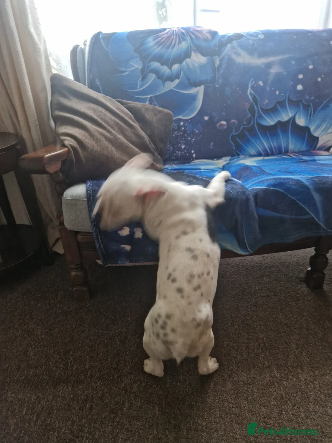 French Bulldog dogs for sale: Buldog francez - Advert 6