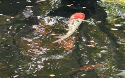 Koi Carp fish for sale: koi fish and various other fish - Image 18