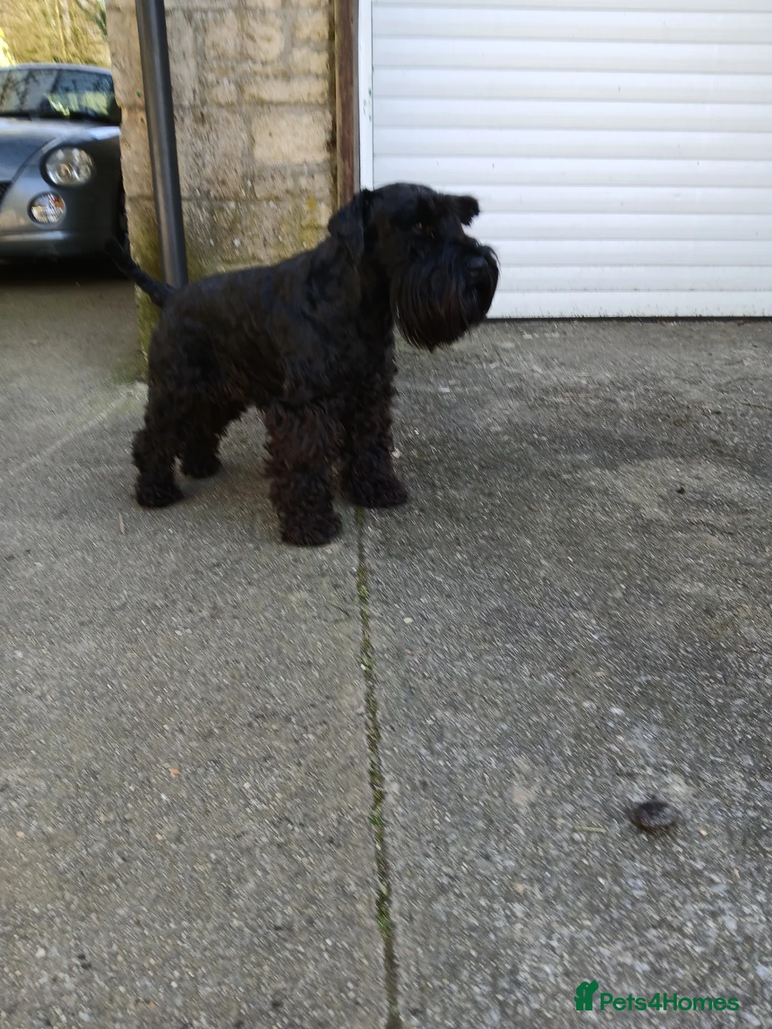 Miniature Schnauzer dogs for stud: Miniature Schnauzer for Stud - Advert 3