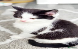 Domestic Shorthair cats for sale: Beautiful and adorable kittens for sale☺️ - Image 9