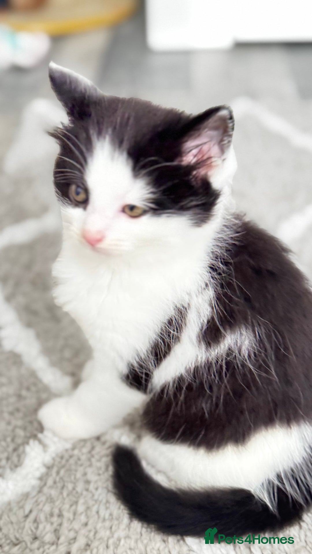 Domestic Shorthair cats for sale: Beautiful and adorable kittens for sale☺️ - Image 9
