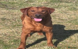Labrador Retriever dogs for stud: FULLY HEALTH TESTED DARK RED STUD in Tadcaster - Image 5