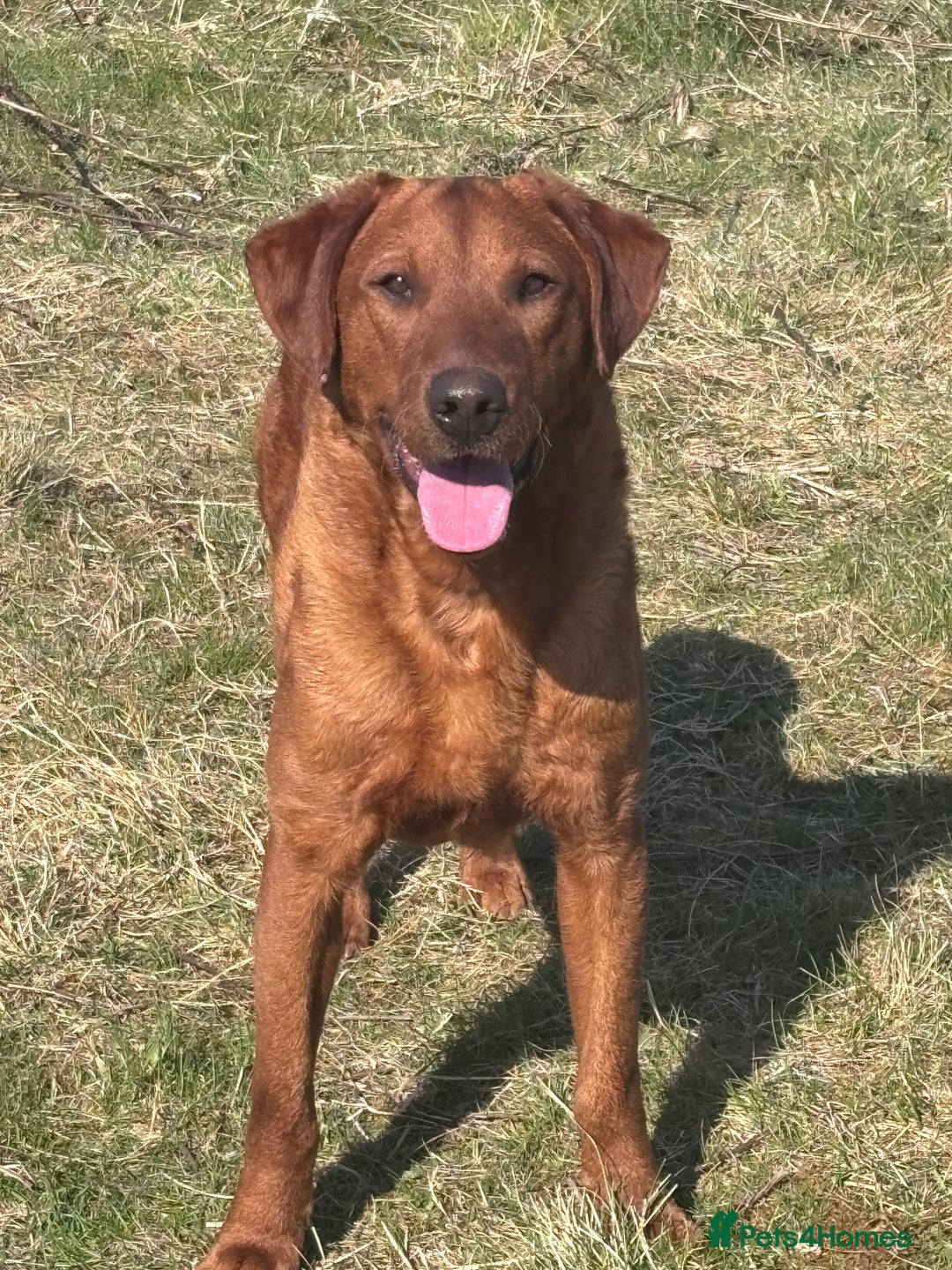 Labrador Retriever dogs for stud: FULLY HEALTH TESTED DARK RED STUD in Tadcaster - Image 5
