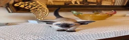 Oriental cats for sale: Beautiful TICA Oriental  and Siamese babies - Advert 1